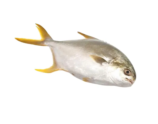 Bawal Emas, Fresh Seafood