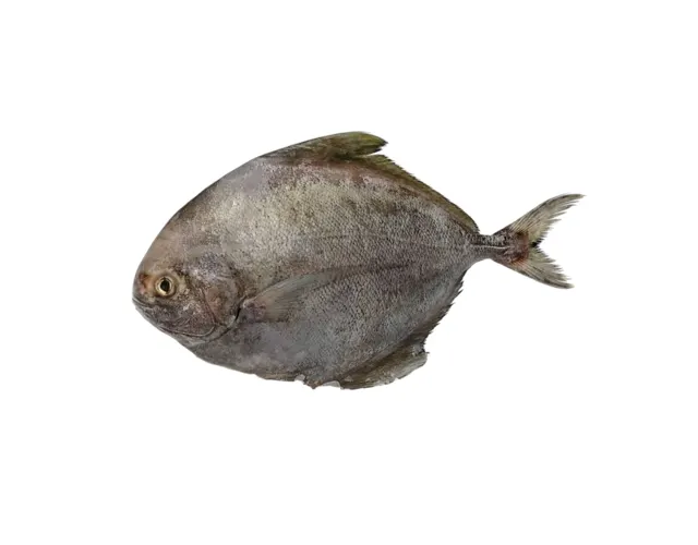 Bawal Hitam (Black Pomfret) 300–400 g