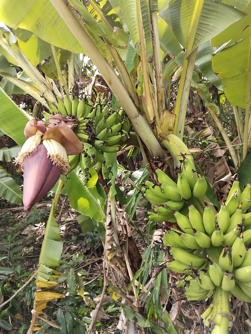 Pisang Emas