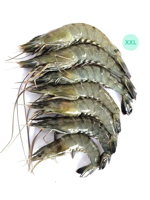 Sc Tiger Prawn Xxl