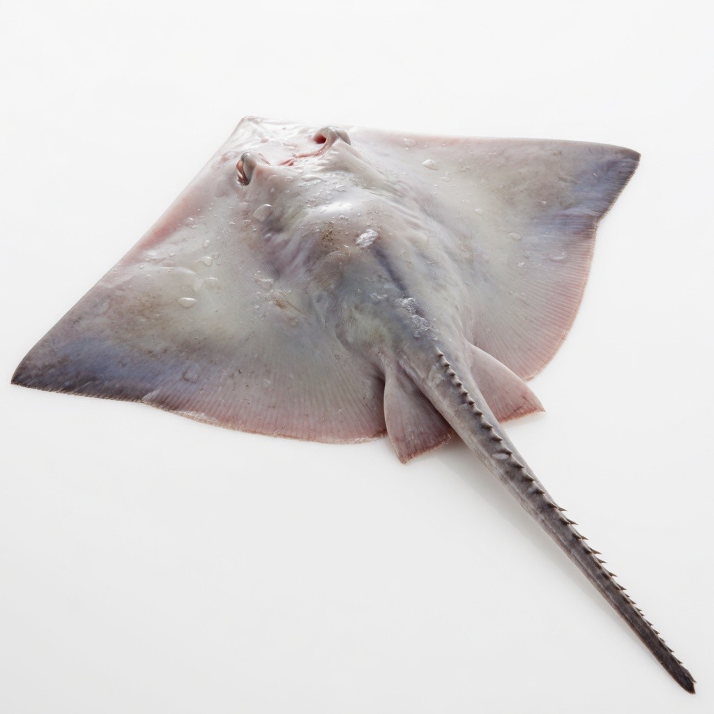 Frozen Ikan Pari