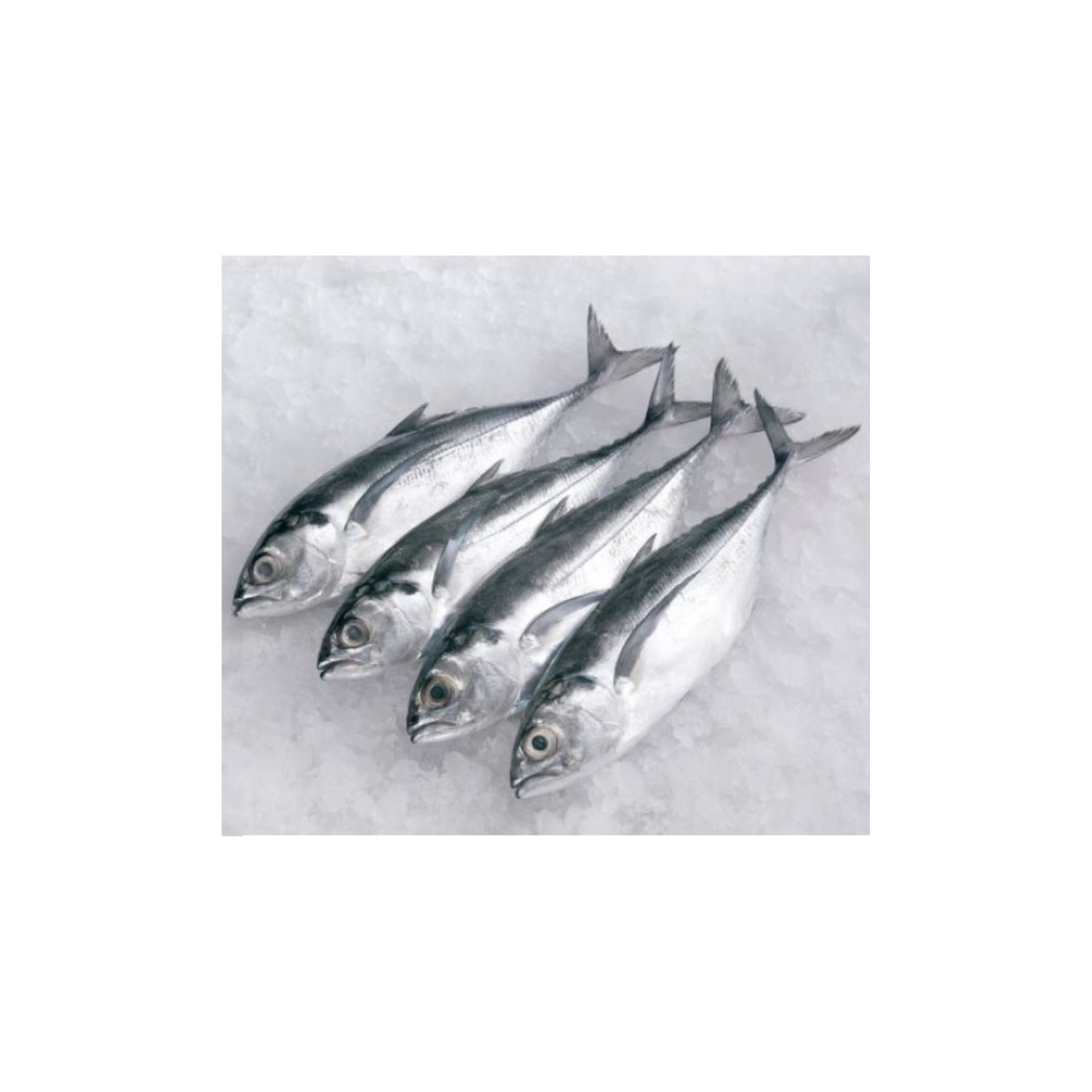Frozen Ikan Cencaru 4/6 1kg+/