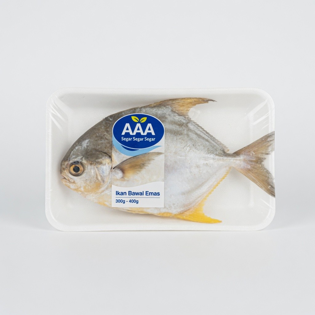 Ikan Bawal Emas