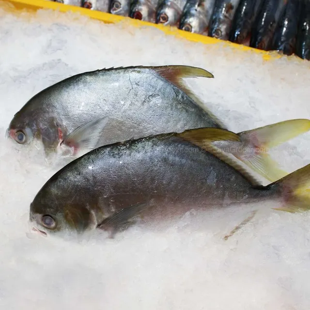 Ko Ikan Bawal Hitam 500g+/