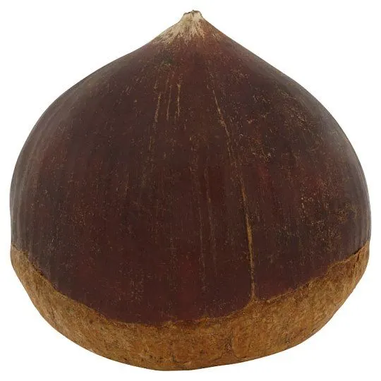 Buah Berangan China/c.chestnut-Kg (3795)