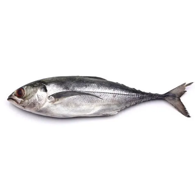 Frz Cencaru 6/8 (10% Glazing) 1kg Pack