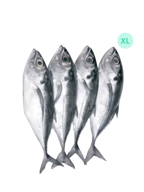 Ikan Sardin Putih