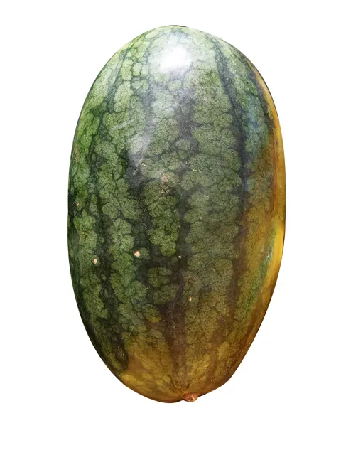 Black Beauty Melon